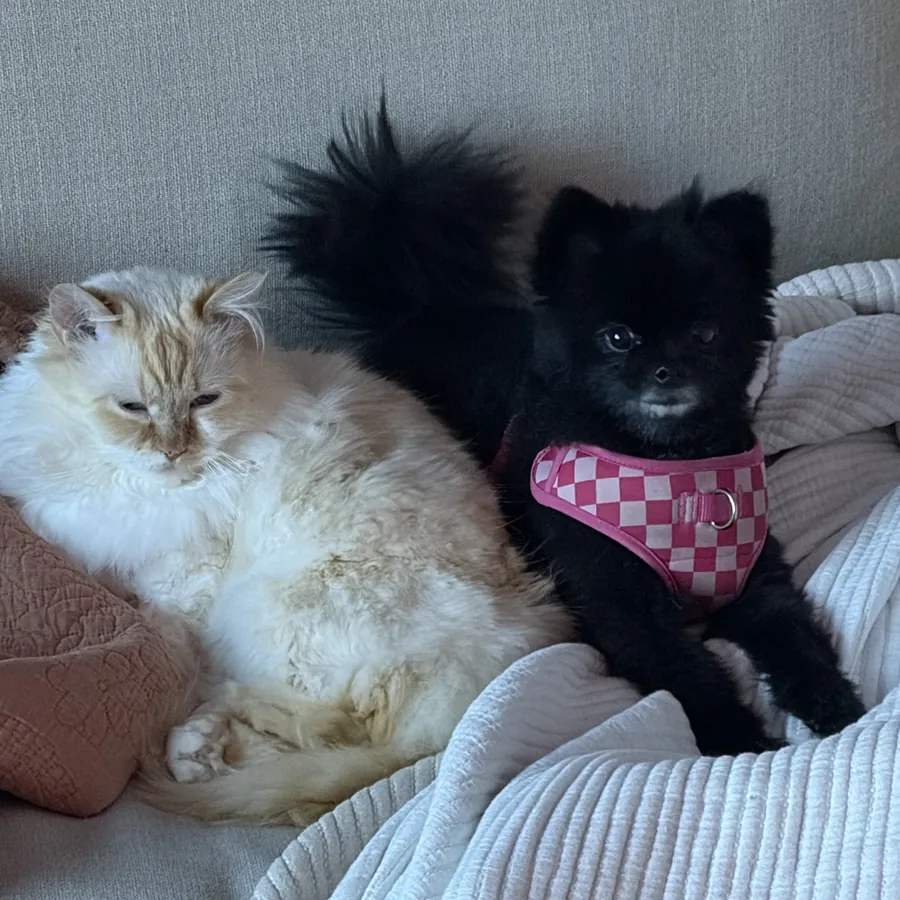 Real photo: Saru, a fluffy white-and-orange Munchkin cat, and Ember, a black Pomeranian in a pink checkered harness, side by side on the couch