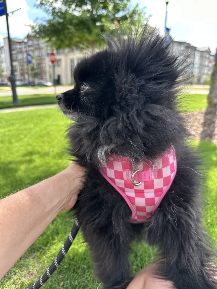 Ember on park patrol