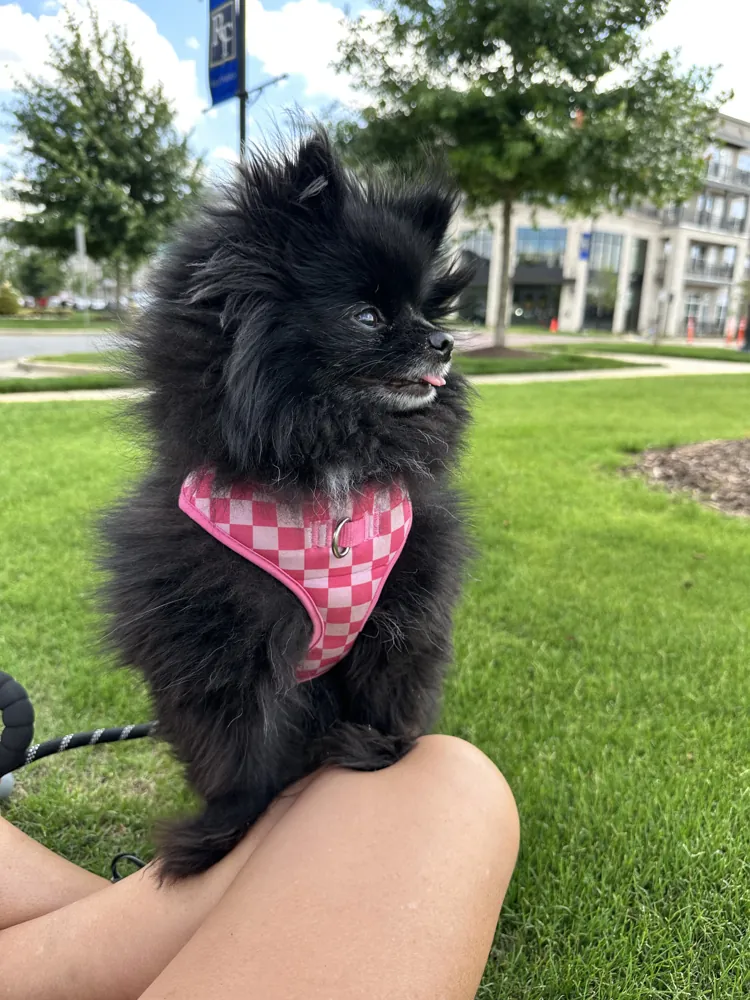 Ember in the park in her pink bandana