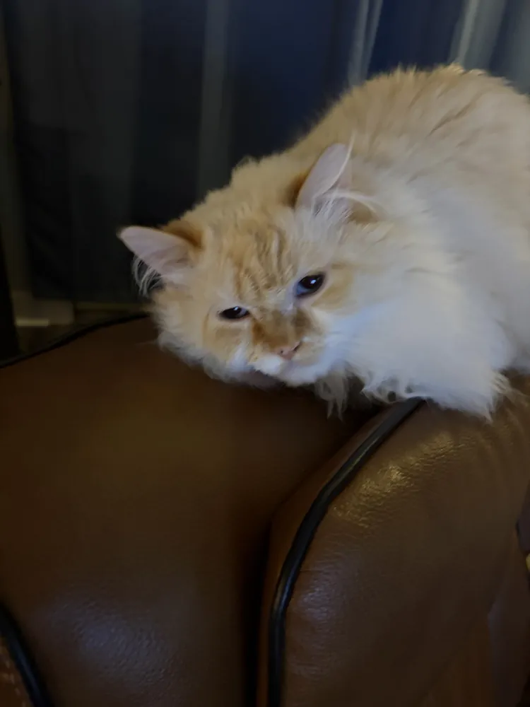Saru on the armchair